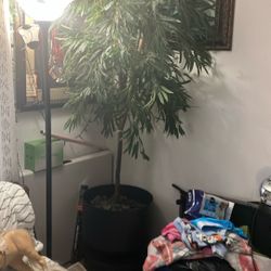 Fake Tree Plant 