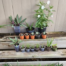 Succulents  And Chisme.   And White  Ruellas Petunias