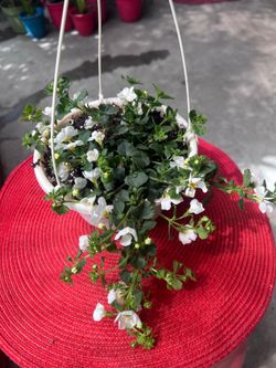Bacopa Bahia White Sand Outdoor Plant