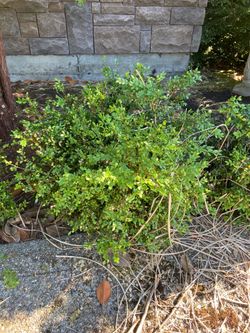 boxwoods for sale