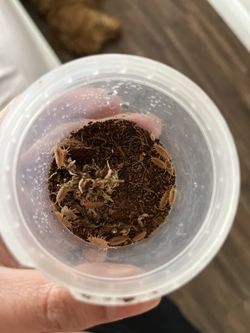 powder orange isopods