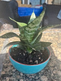 Hahnii Snake,  Planta enana $10