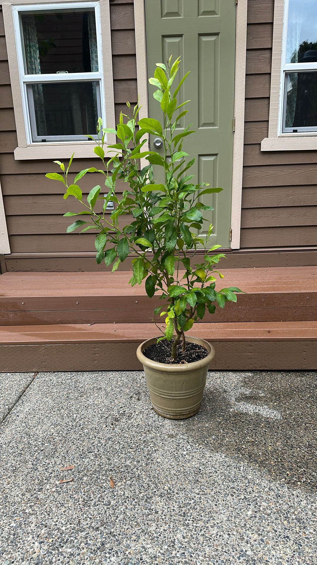 Lemon Tree