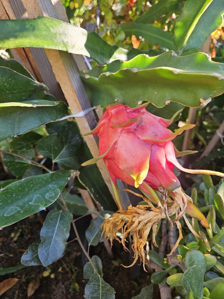 Dragonfruit Plant 