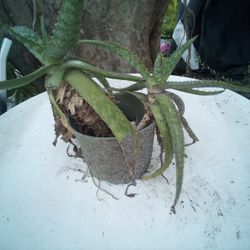 Aloe Vera Plant