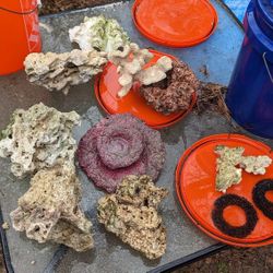 Liverock And Coral