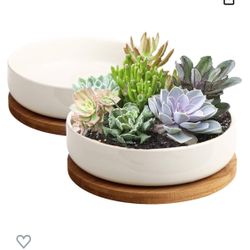 Two Pack Succulent Pots