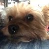 Louie