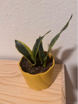 Snake plant