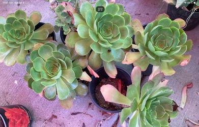 Aeoneums green rosette succulent
