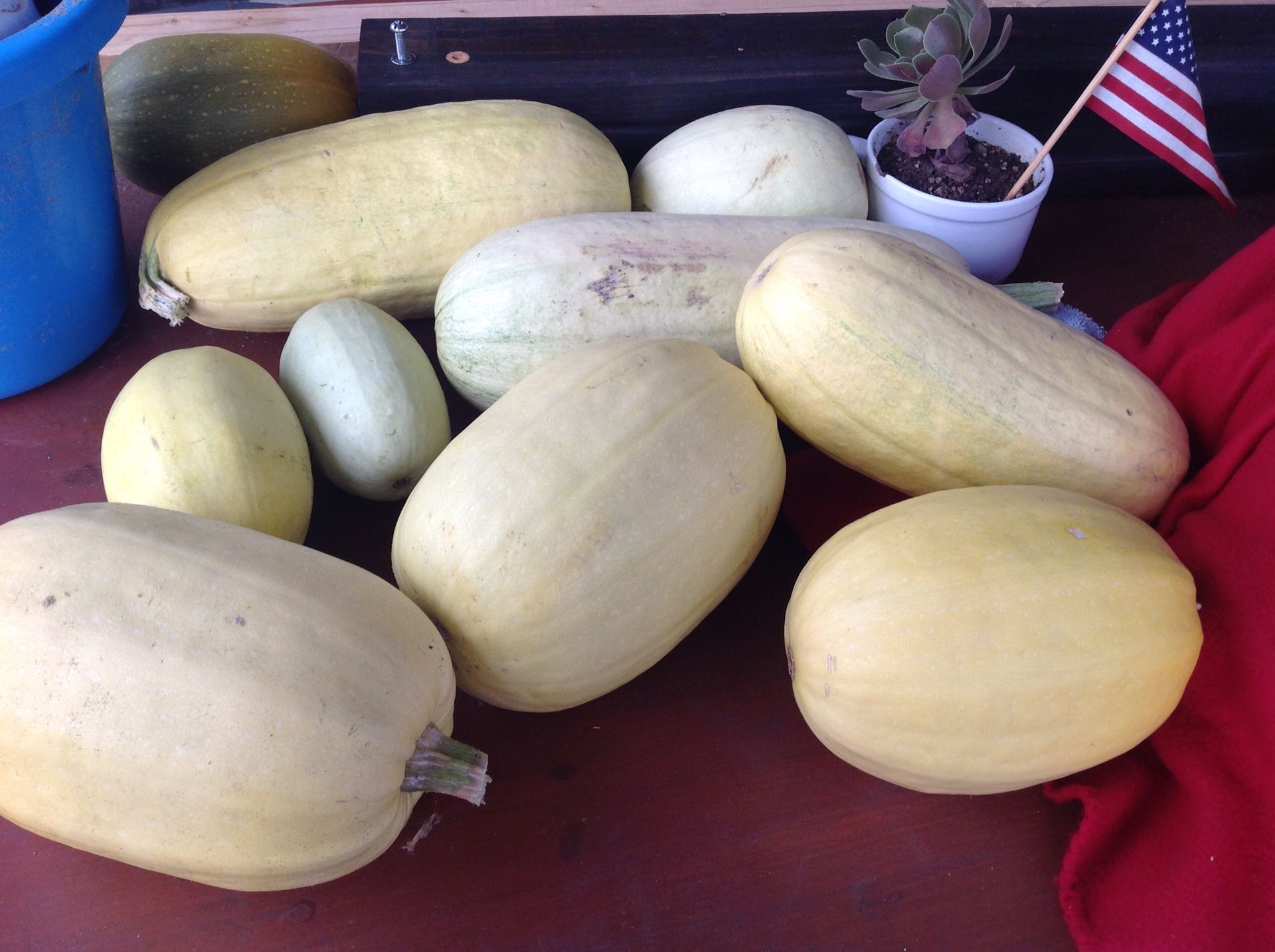 FREE Spaghetti squash 475 Massar Avenue San Jose / pick up from front lawn in a Box.