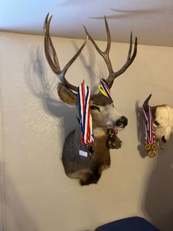 kibab mulley dear taxidermy