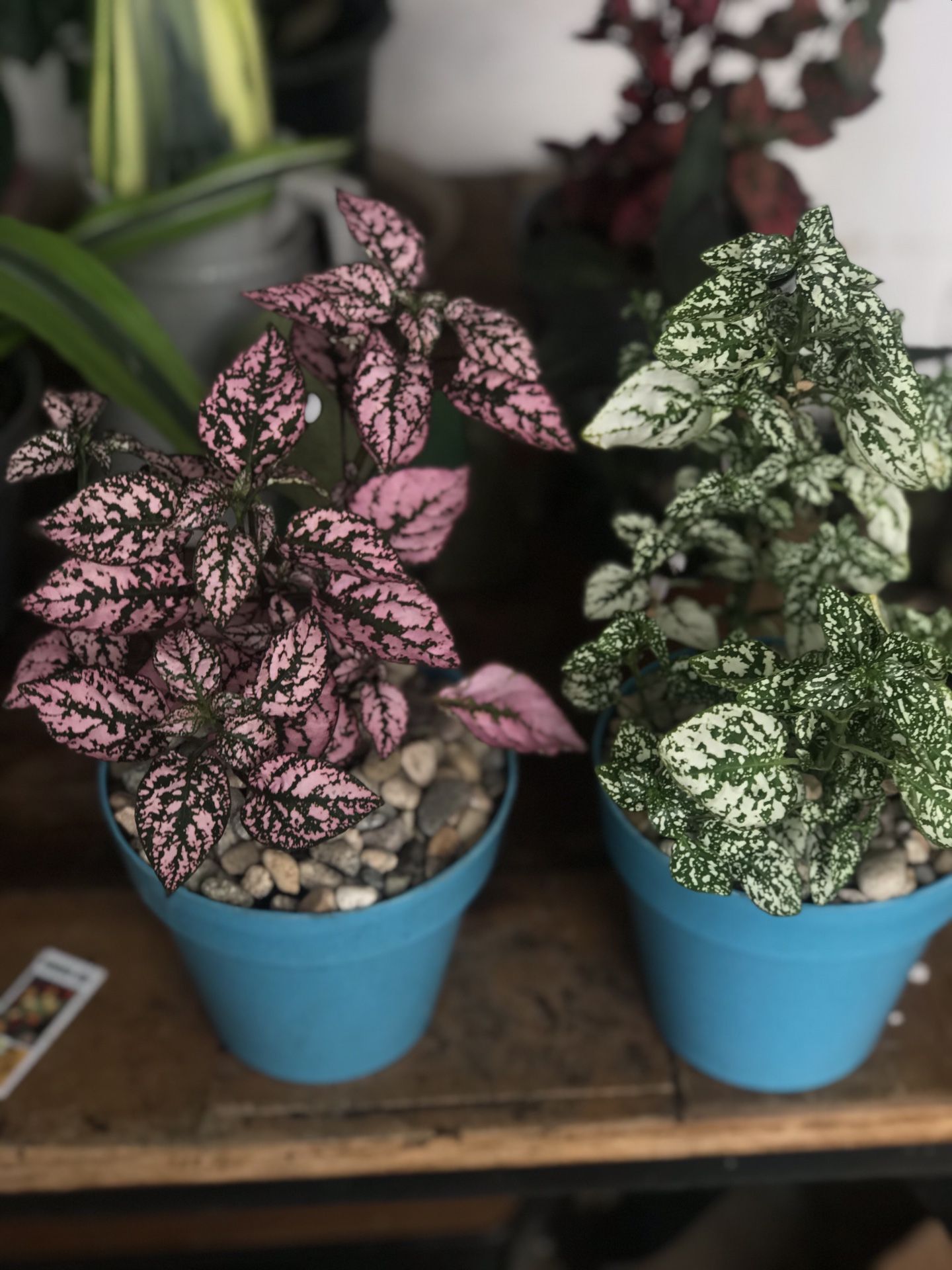 Two spotted plants (other plants available)
