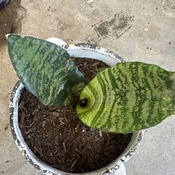 Plant Planta Lengua De Suegra Snake Plant