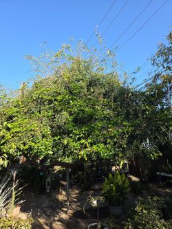 Arbol de sombra