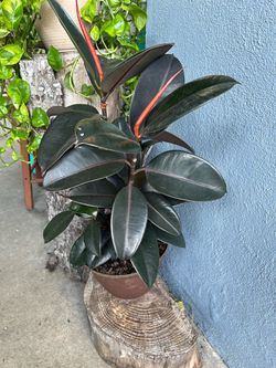Plants indoors