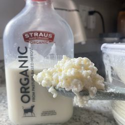 Live Organic Whole Milk Kefir Grains | 1 Heaping Teaspoon | Probiotic Starter Culture | BubbleMilkBabies 
