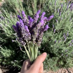 FRESH Lavender Bundles