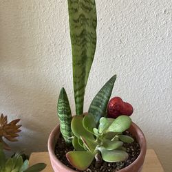 Plant 🌱 snake plants variety