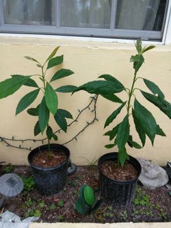 Avocado plants 🥑