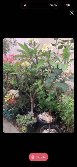 Potted Plumeria Tree in Bloom