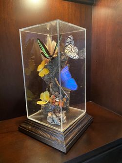 Exotic Butterflies In A Glass Casing
