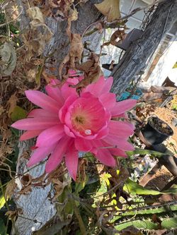 Epiphyllum