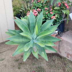 Oxtail Agave.. Each 30..  I Have 3 When Ready  To Pick Up I Will Dig It Out..