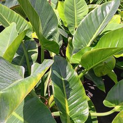 Green Congo Plants 7gl $25.00🪴