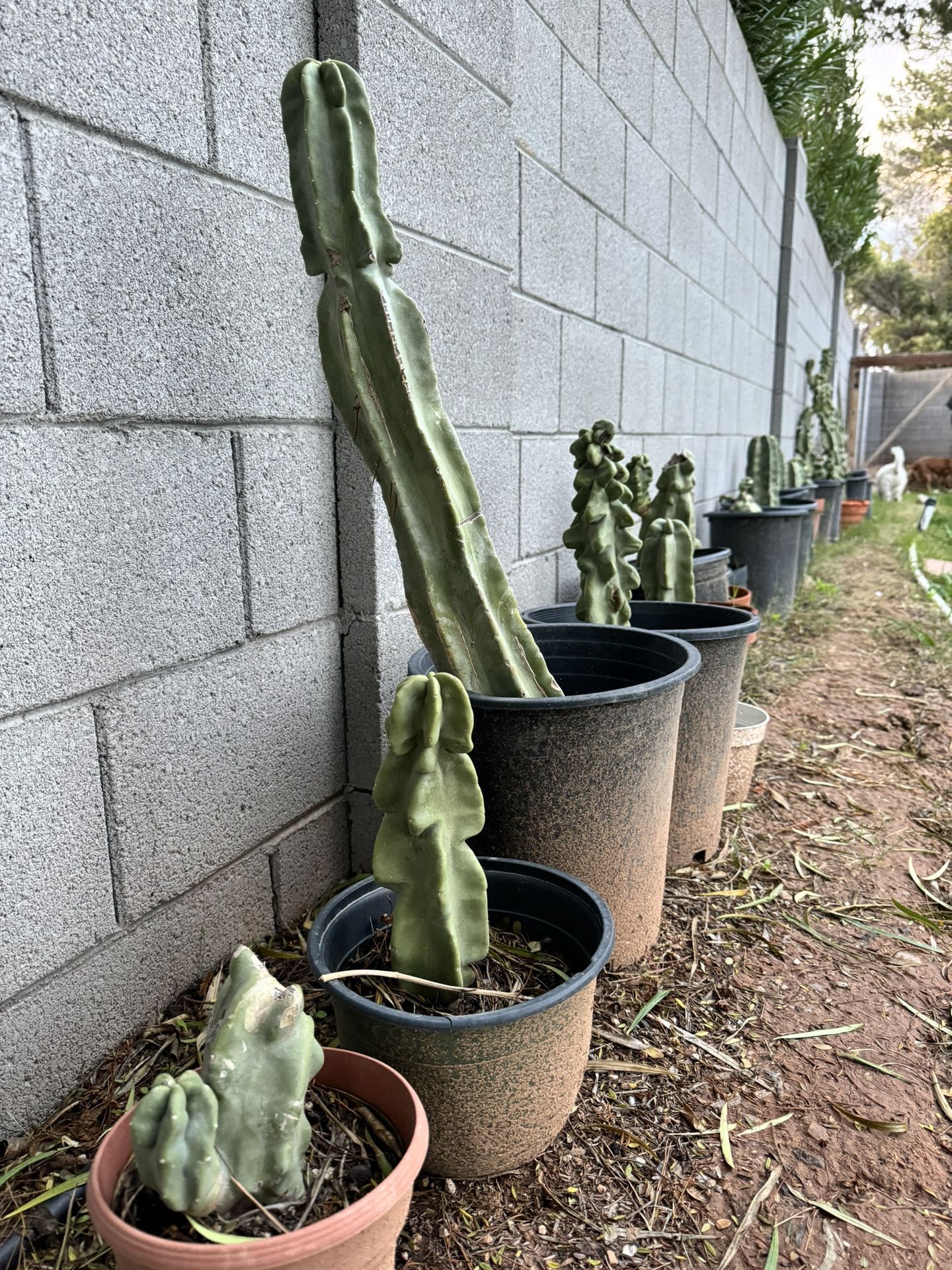 Totem pole Cactus