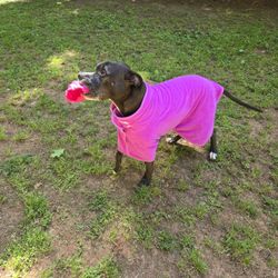 3 dog Towel/Bathrobes