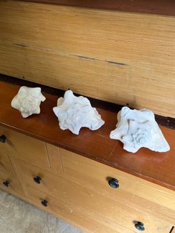 3 Large Conch Shells