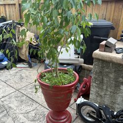 Heavy Potted Planter And Plant 