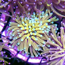 Banana,  Holy Grail,  Super Yellow Torches, OH MY!!