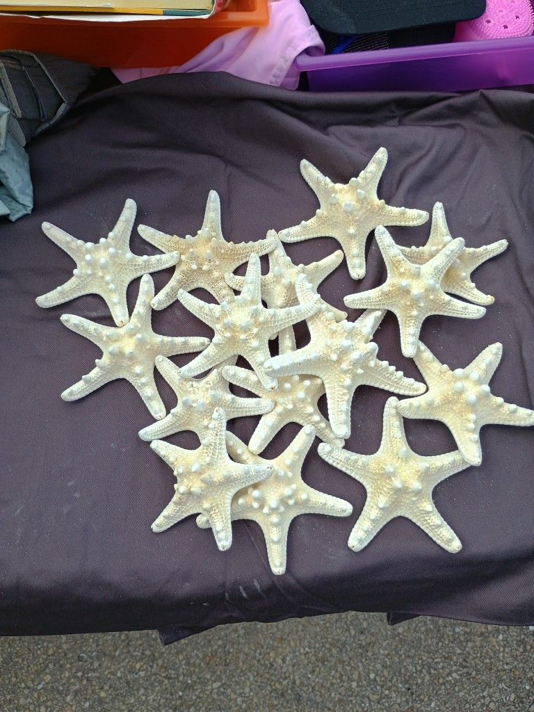 15 White Star fish