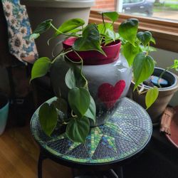 Heart Leaf Philadendron In Blue Ceramic Pot With Red ♥️