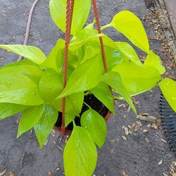 Epipremnum Neo Pothos