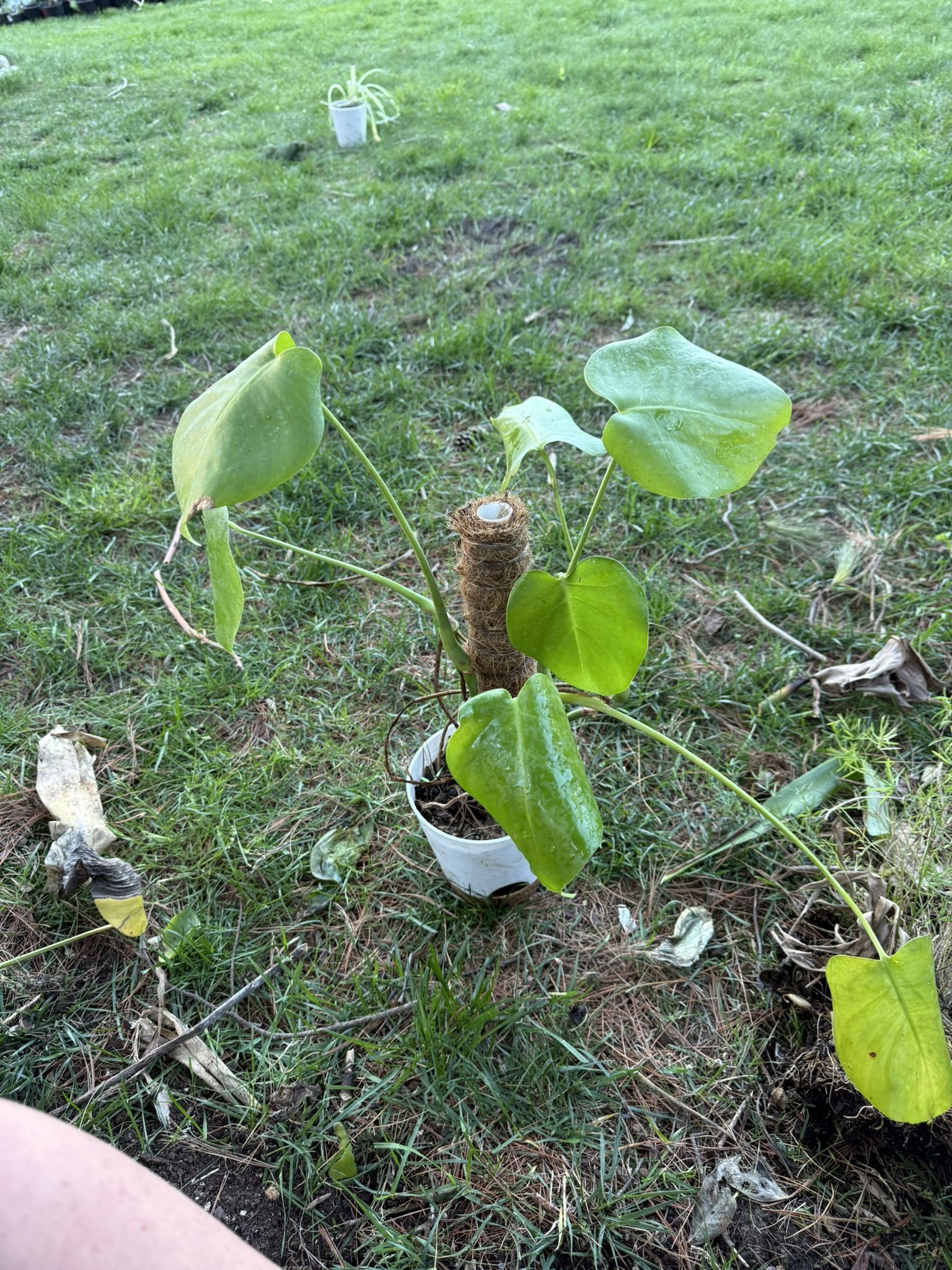 Housplant Monstera