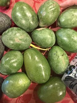 Organic Avocados 