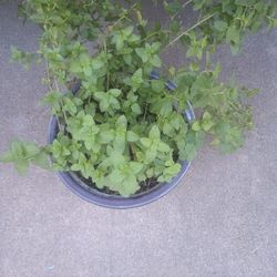 Yerbabuena 
