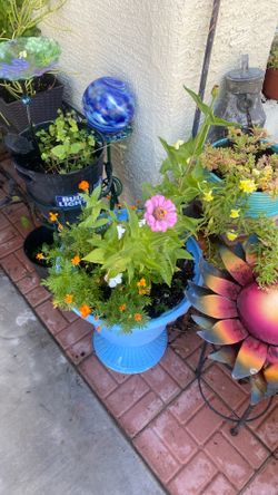 Beautiful plants for outdoor sun