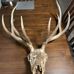 Unfinished, Eastern Oregon Elk Skull (2022)