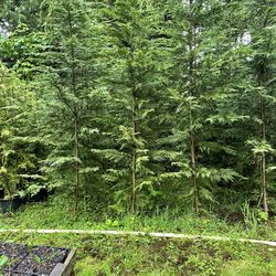Leyland Cypress