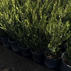 3.5ft Boxwood Shrubs – $18 Each (Healthy & Ready to Plant!)