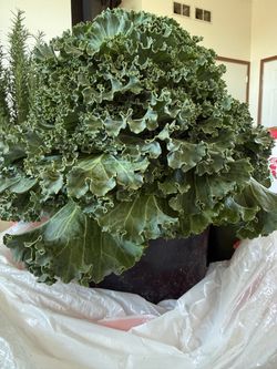 Kamome White Ornament Kale Plant