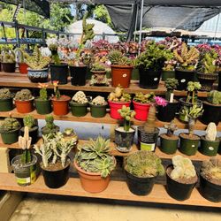Each Cactus Imported $70