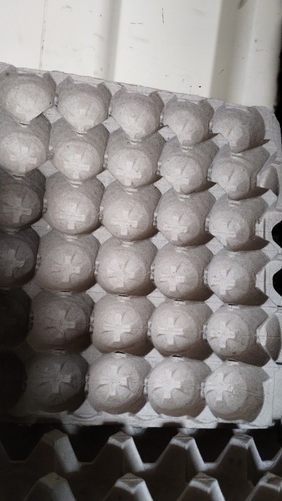 Egg Cardboard Trays Used