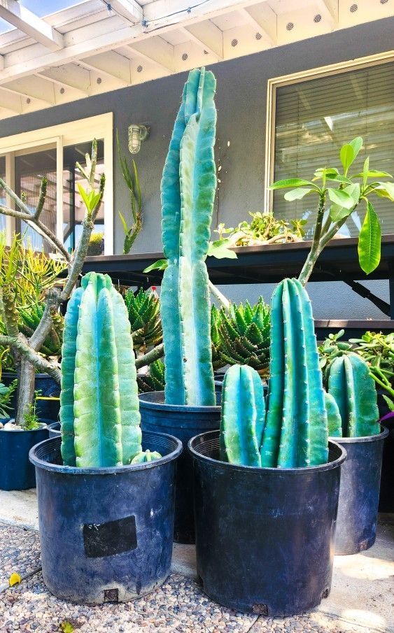 Peruvian Cactus w/ Exotic Blue Green Color - "Cereus Peruvianus"🌵