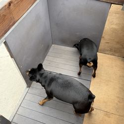 Dog House