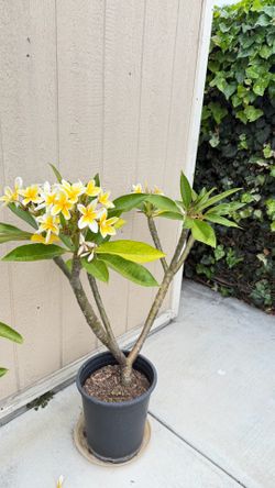 Plumeria